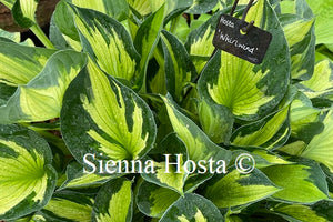 Hosta Whirlwind