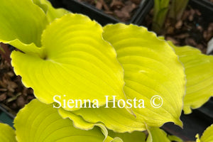 Hosta Jessica Alba