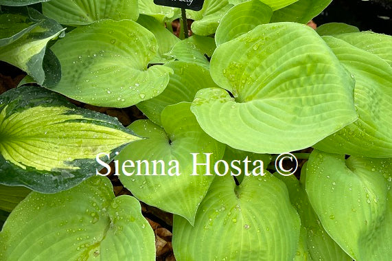 Hosta Moon Lily