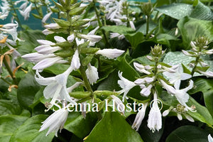 Hosta 'Shiny Sonata'