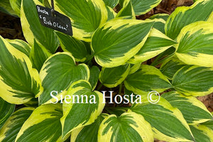 Hosta 'Bob Olson'