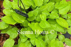 Hosta Golden Scepter