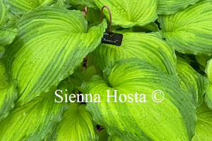 Hosta Amalia