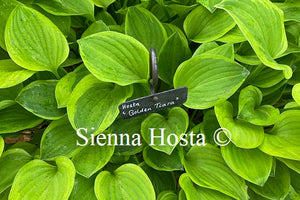 Hosta Golden Tiara