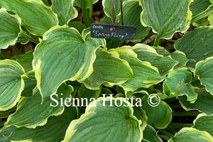 Hosta 'Spring Fling'