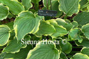 Hosta 'Spring Fling'