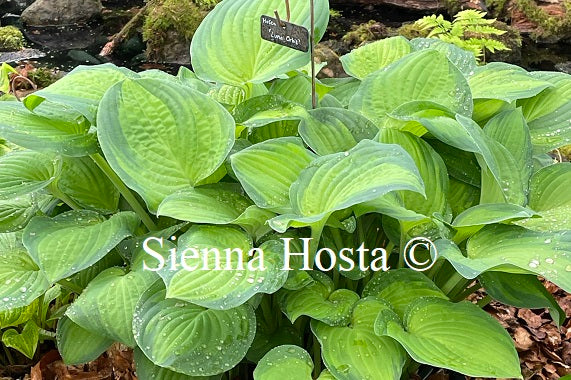 Hosta Lunar Orbit