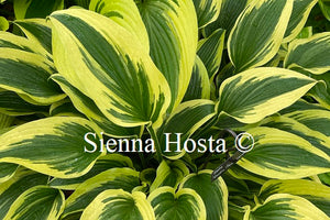 Hosta Exotic Presentation