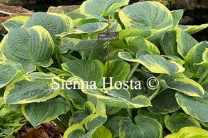 Hosta Christmas Tree