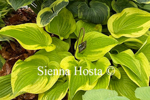 Hosta 'Sweetie'