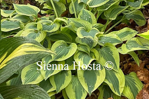 Hosta Carry On