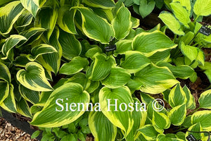 Hosta 'Moon Dance'