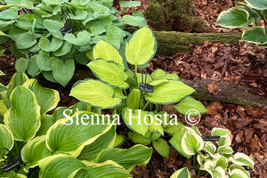 Hosta Fan Dance