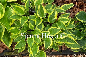 Hosta 'Bob Olson'