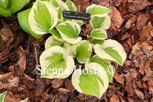 Hosta Diamonds are Forever