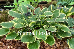 Hosta 'Torchlight'