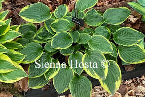Hosta Winsome