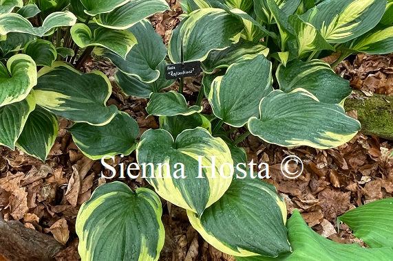 Hosta 'Reflections'