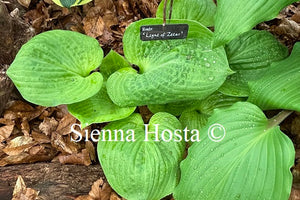 Hosta 'Light of Zetar'