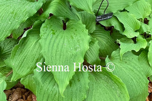 Hosta Holar Sunset Python