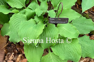 Hosta Effervescence