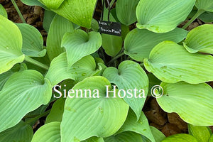 Hosta 'Prairie Moon'