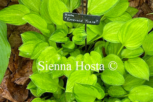 Hosta Emerald Tiara