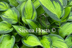 Hosta 'Orange Star'