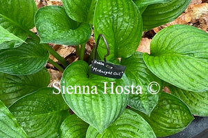 Hosta Midnight Oil