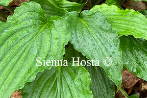 Hosta 'Plum Nutty'