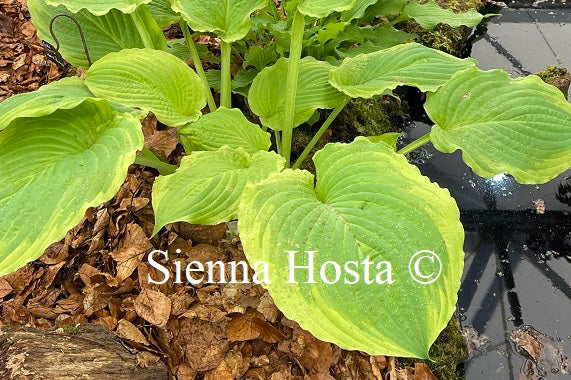 Hosta Wave Runner