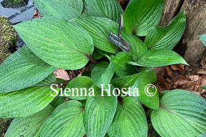 Hosta First Blush