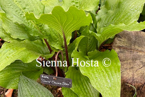 Hosta Chris' China Star