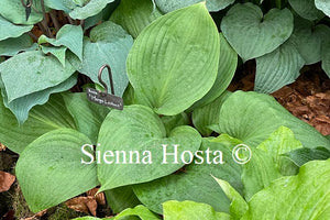 Hosta Mango Lettuce