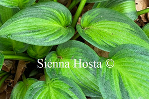 Hosta Ayesha