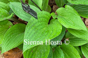 Hosta 'Red Zeppelin'