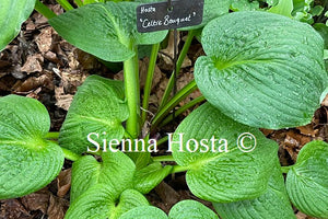 Hosta Celtic Bouquet