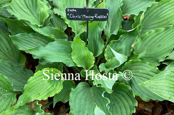 Hosta 'Chris' Moving Ruffles'