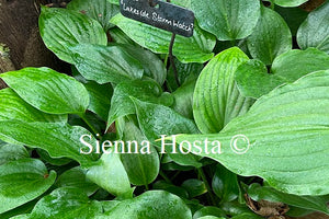 Hosta Lakeside Storm Watch