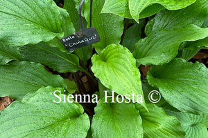 Hosta China Girl