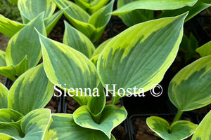 Hosta Hi-Class