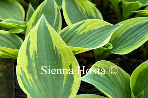 Hosta Hi-Class