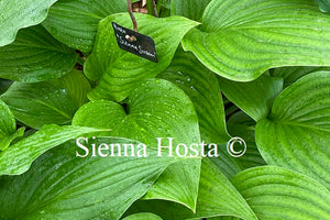 Hosta 'Sienna Susan'