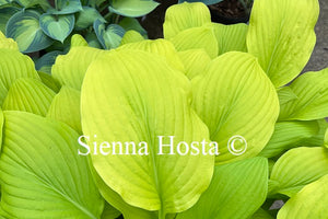 Hosta Gold Haze