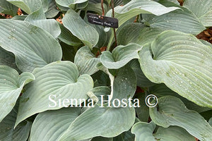 Hosta 'Stormy Seas'