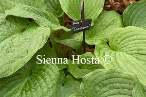 Hosta Chanticleer