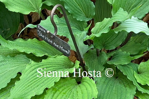 Hosta 'She's Got the Moves'