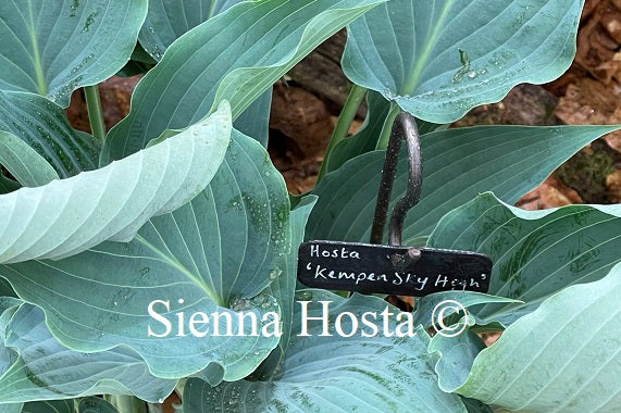 Hosta 'Kempen Sky High'