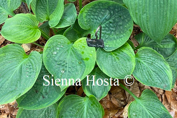 Hosta 'Sugar Snap'