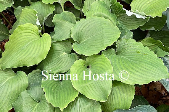 Hosta Marilyn Monroe